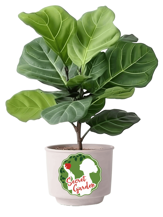 —Pngtree—fiddle leaf fig or ficus_14572466 (4)